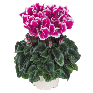 Cyclamen Metis Abanico Light Purple