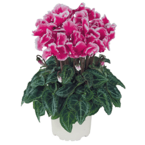 Cyclamen Metis Abanico Rose