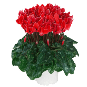 Cyclamen Metis Coral With Edge
