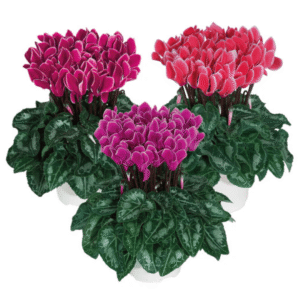Cyclamen Metis Edge Mix