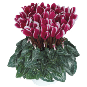 Cyclamen Metis Fantasia Deep Magenta