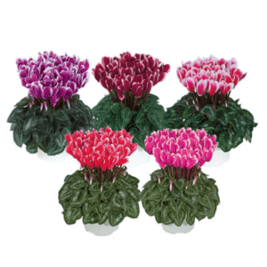 Cyclamen Metis Fantasia Mix