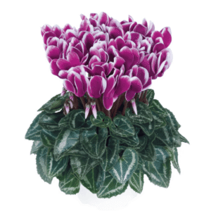 Cyclamen Metis Fantasia Purple