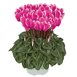 Cyclamen Metis Fantasia Red