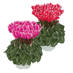 Cyclamen Metis Fantasia Red & Deep Rose