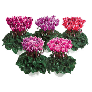 Cyclamen Metis Fantasia Winter Mix