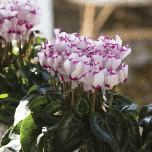 Cyclamen Metis Victoria