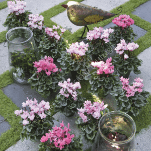 Cyclamen Metis Victoria Mix