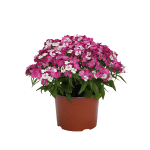 Dianthus Dart Pink Magician