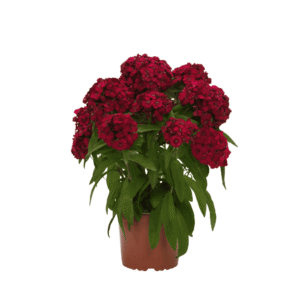 Dianthus Dart Raspberry