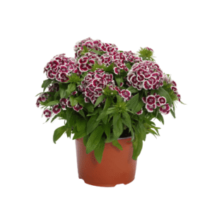 Dianthus Dart Red White Picotee