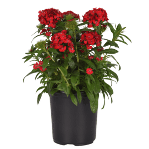 Dianthus Dart Scarlet