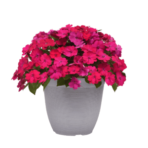 Impatiens Solarscape Magenta Bliss