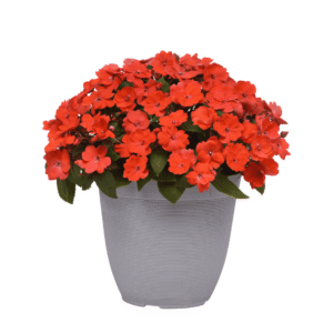 Impatiens Solarscape Orange Burst