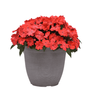 Impatiens Solarscape Salmon Punch