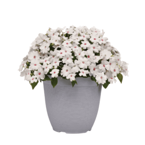 Impatiens Solarscape White Shimmer