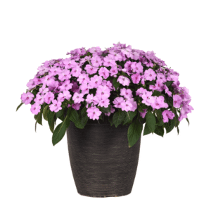 Impatiens Solarscape XL Lilac Spark