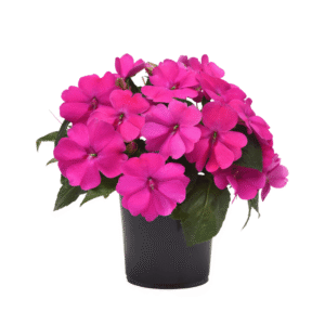 Impatiens Solarscape XL Pink Jewel