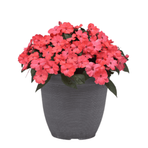 Impatiens Solarscape XL Salmon Glow