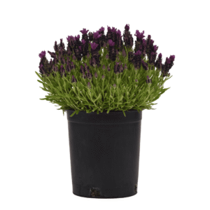 Lavandula Bandera Deep Purple