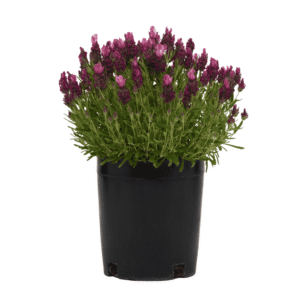 Lavandula Bandera Deep Rose