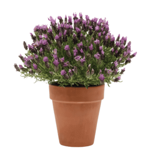 Lavandula Bandera Pink