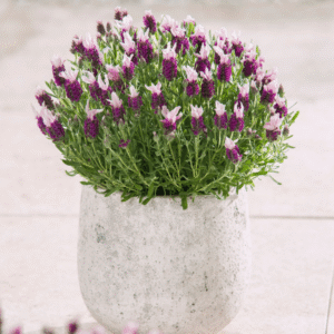 Lavandula Bandera Purple