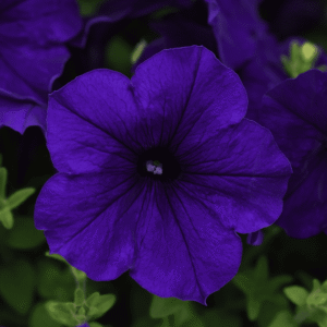 Petunia E3 Easy Wave Blue