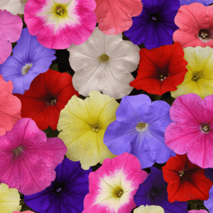 Petunia E3 Easy Wave Formula Mix Improved