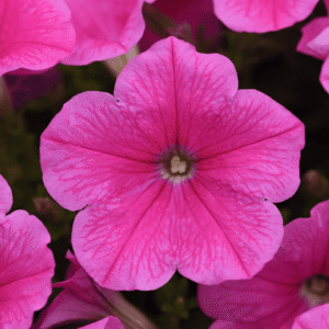 Petunia E3 Easy Wave Pink Cosmo