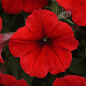 Petunia E3 Easy Wave Red