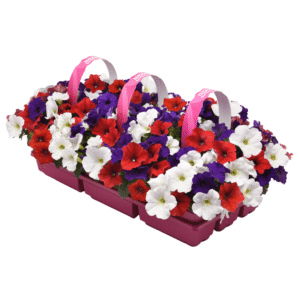 Petunia E3 Easy Wave Red, White and Blue Mix