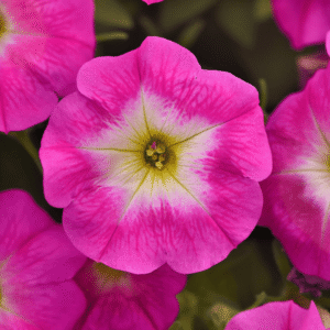 Petunia E3 Easy Wave Rose Morn