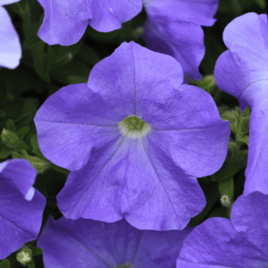 Petunia E3 Easy Wave Sky Blue