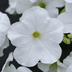 Petunia E3 Easy Wave White