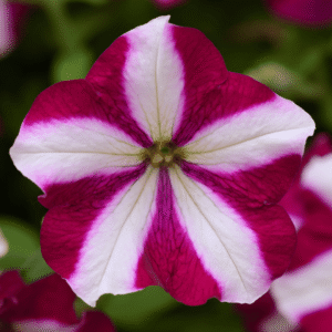 Petunia Easy Wave Burgundy Star
