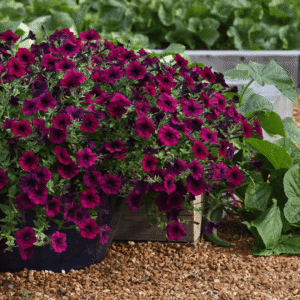 Petunia Easy Wave Burgundy Velour