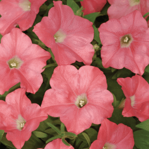 Petunia Easy Wave Coral Reef