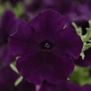 Petunia Easy Wave Navy Velour