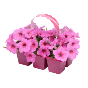 Petunia Easy Wave Pink Passion