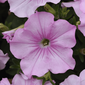 Petunia Easy Wave Pink Pearl