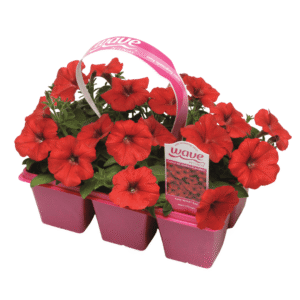 Petunia Easy Wave Red