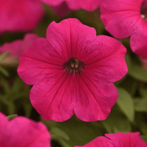 Petunia Easy Wave Rose