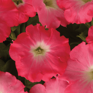 Petunia Easy Wave Rosy Dawn