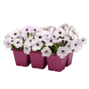 Petunia Easy Wave Silver