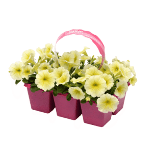Petunia Easy Wave Yellow