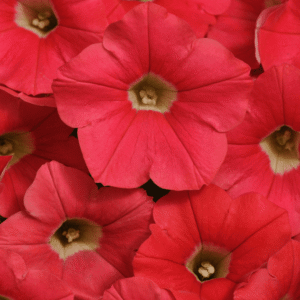 Petunia Shock Wave Coral Crush