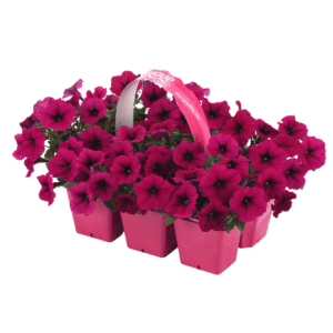 Petunia Shock Wave Deep Purple Improved