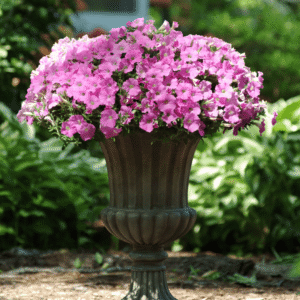 Petunia Shock Wave Pink Shades
