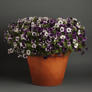 Petunia Shock Wave Purple Tie Dye